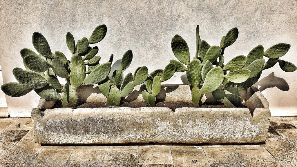 توليي Masseria Carignani المظهر الخارجي الصورة